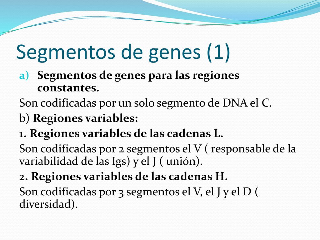 Segmentos de genes (1) Segmentos de genes para las regiones constantes. Son codificadas por un solo segmento de DNA el C.