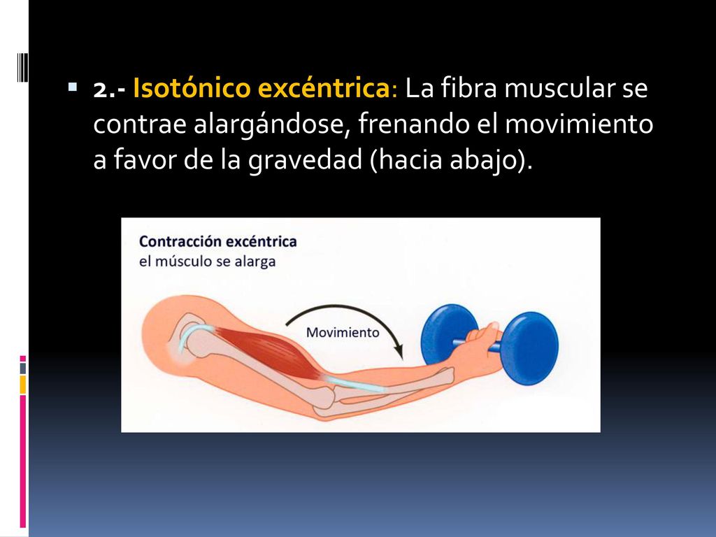 2.- Isotónico excéntrica: La fibra muscular se contrae alargándose, frenando el movimiento a favor de la gravedad (hacia abajo).