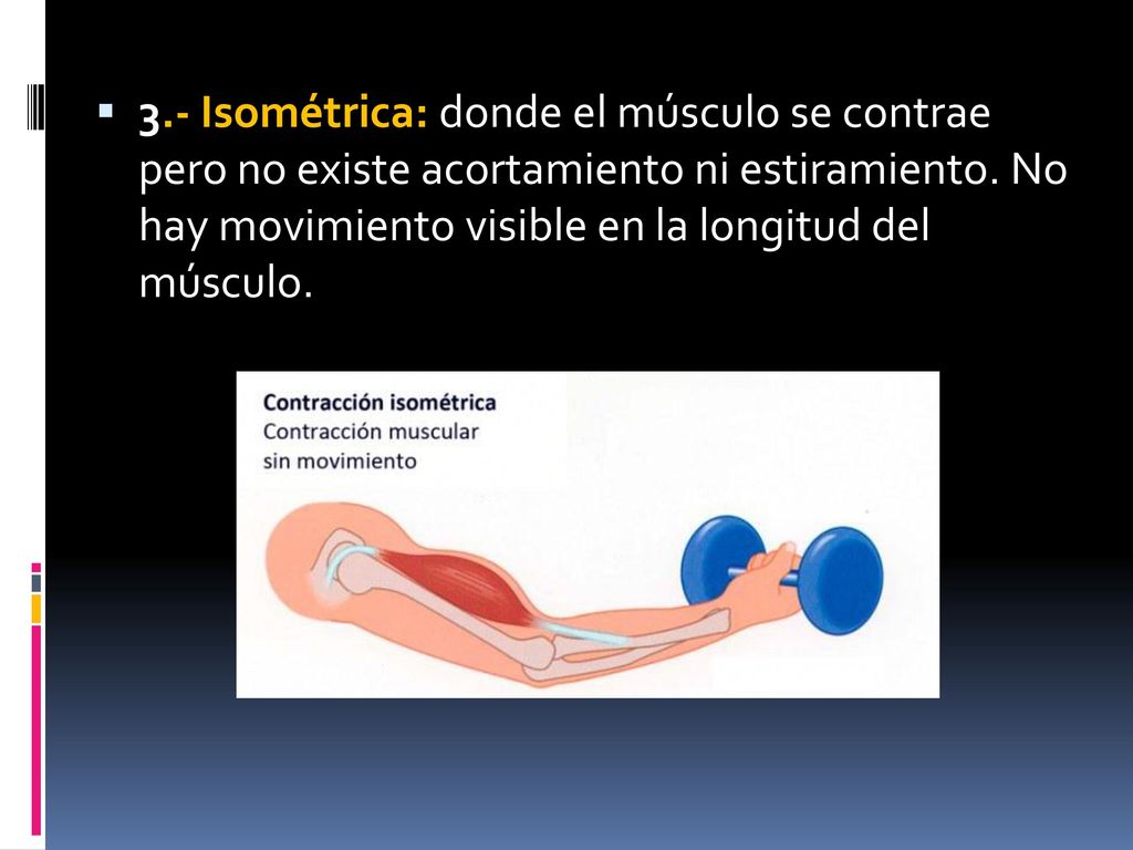 3.- Isométrica: donde el músculo se contrae pero no existe acortamiento ni estiramiento.