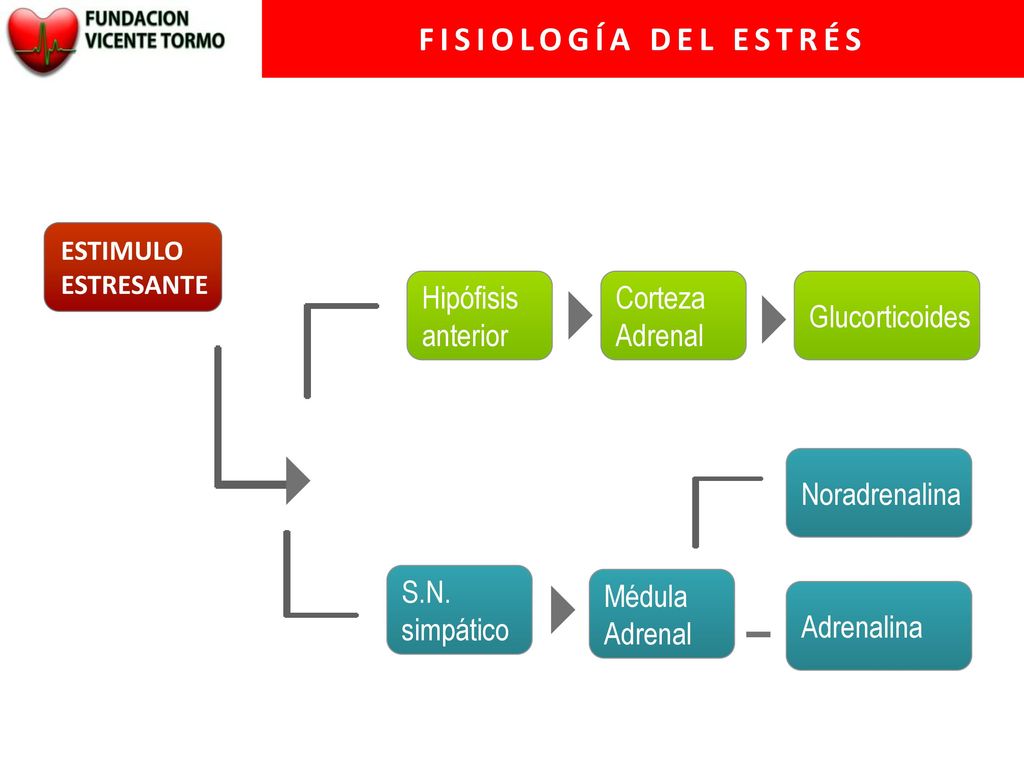 FISIOLOGÍA DEL ESTRÉS Hipófisis anterior Corteza Adrenal