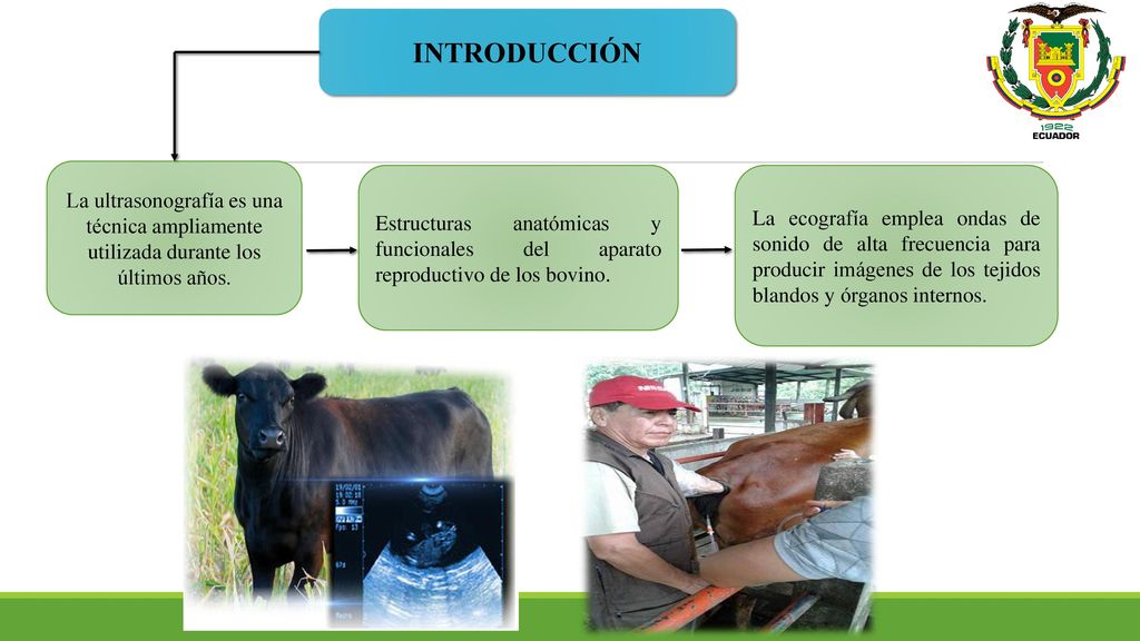 INTRODUCCIÓN La ultrasonografía es una técnica ampliamente utilizada durante los últimos años.