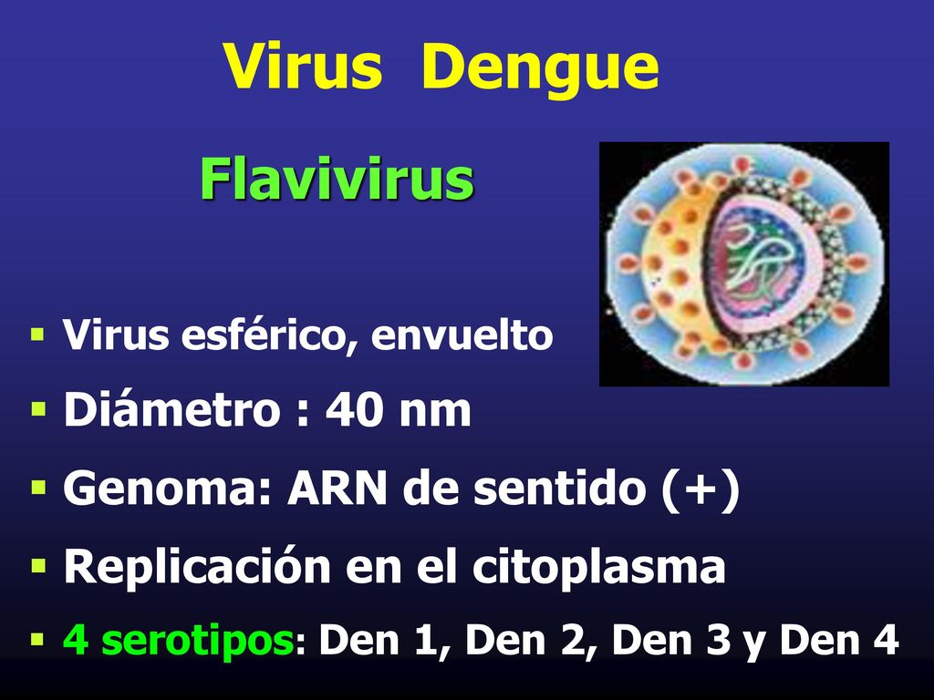 Virus Dengue Diámetro : 40 nm Genoma: ARN de sentido (+)