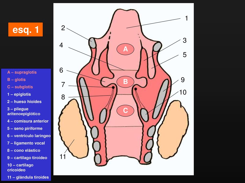 esq A B C 11 A – supraglotis B – glotis