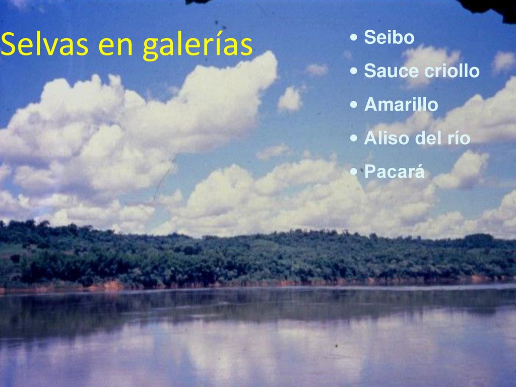 Selvas en galerías Seibo Sauce criollo Amarillo Aliso del río Pacará