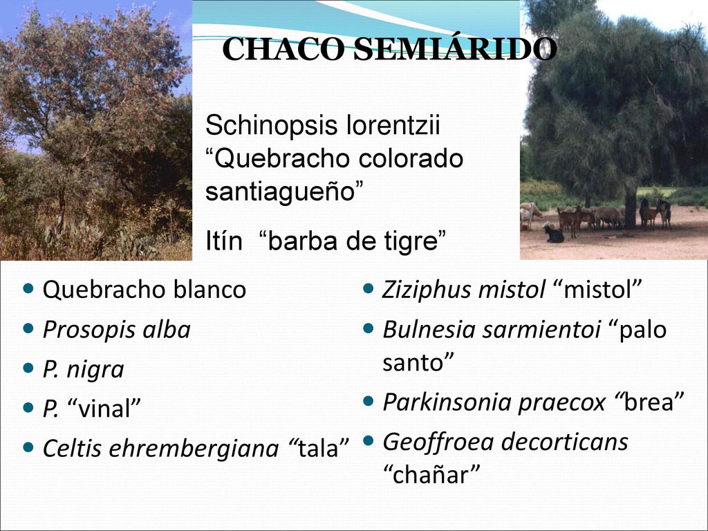 CHACO SEMIÁRIDO Schinopsis lorentzii Quebracho colorado santiagueño