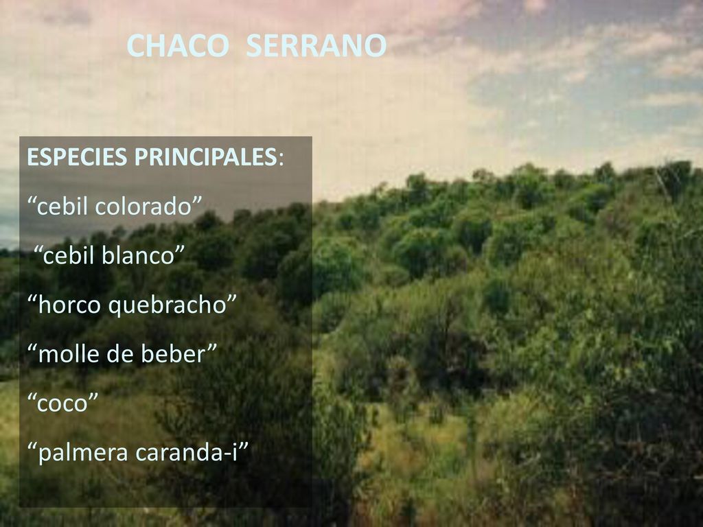 CHACO SERRANO ESPECIES PRINCIPALES: cebil colorado cebil blanco