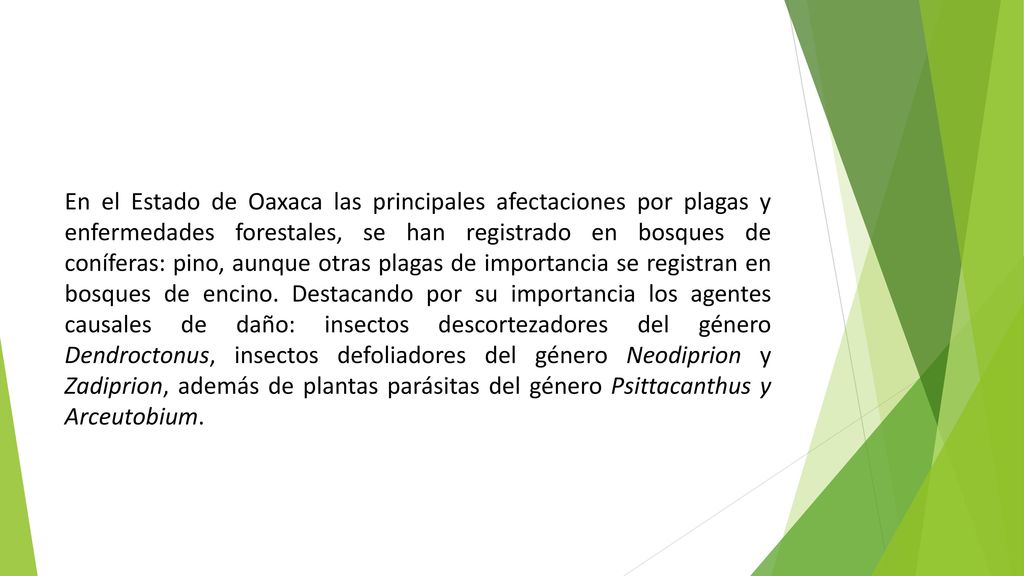 En el Estado de Oaxaca las principales afectaciones por plagas y enfermedades forestales, se han registrado en bosques de coníferas: pino, aunque otras plagas de importancia se registran en bosques de encino.