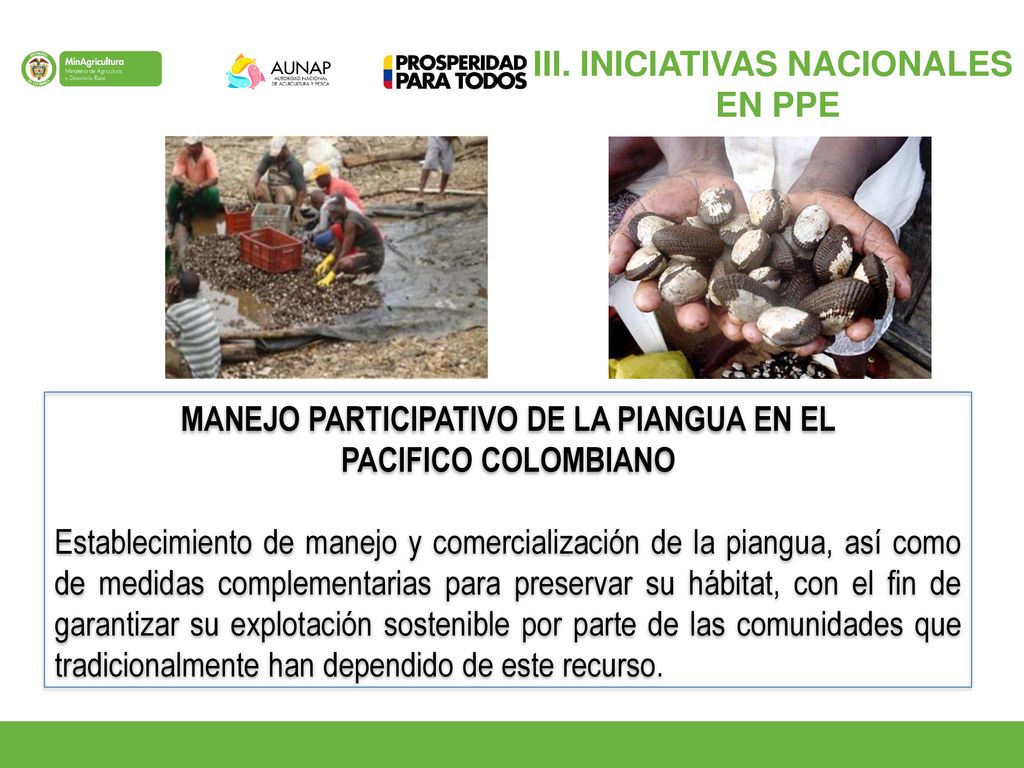 III. INICIATIVAS NACIONALES MANEJO PARTICIPATIVO DE LA PIANGUA EN EL
