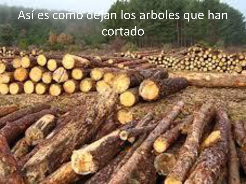 Así es como dejan los arboles que han cortado