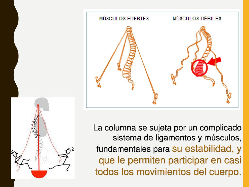 La columna se sujeta por un complicado sistema de ligamentos y músculos, fundamentales para su estabilidad, y que le permiten participar en casi todos los movimientos del cuerpo.