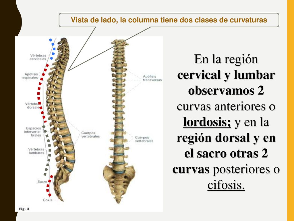 Vista de lado, la columna tiene dos clases de curvaturas