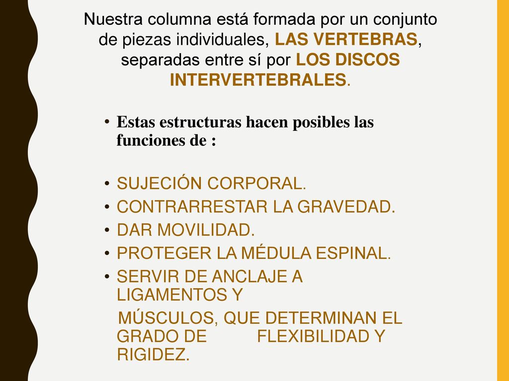 Nuestra columna está formada por un conjunto de piezas individuales, LAS VERTEBRAS, separadas entre sí por LOS DISCOS INTERVERTEBRALES.