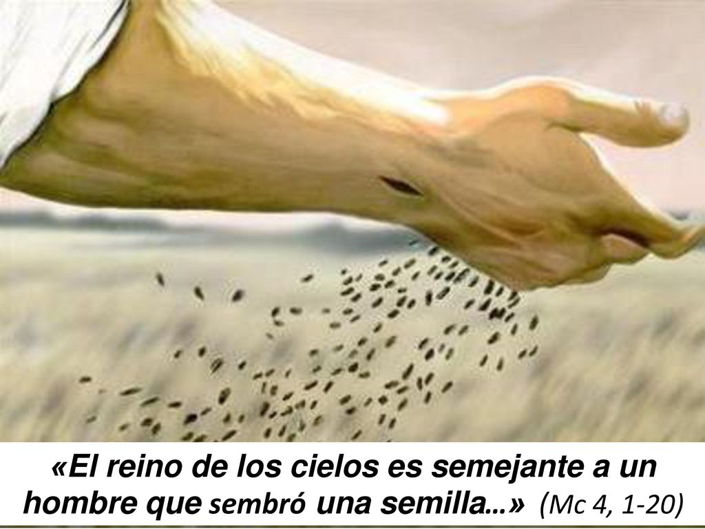 «El reino de los cielos es semejante a un hombre que sembró una semilla…» (Mc 4, 1-20)