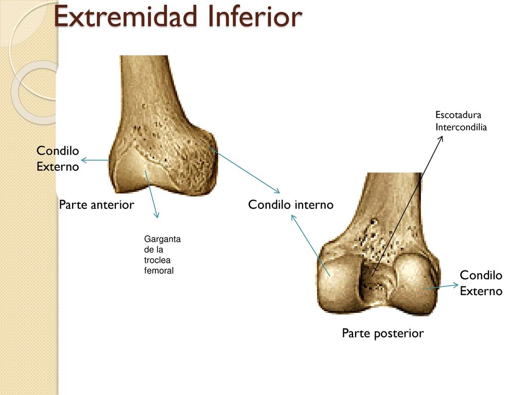 Extremidad Inferior Condilo Externo Parte anterior Condilo interno