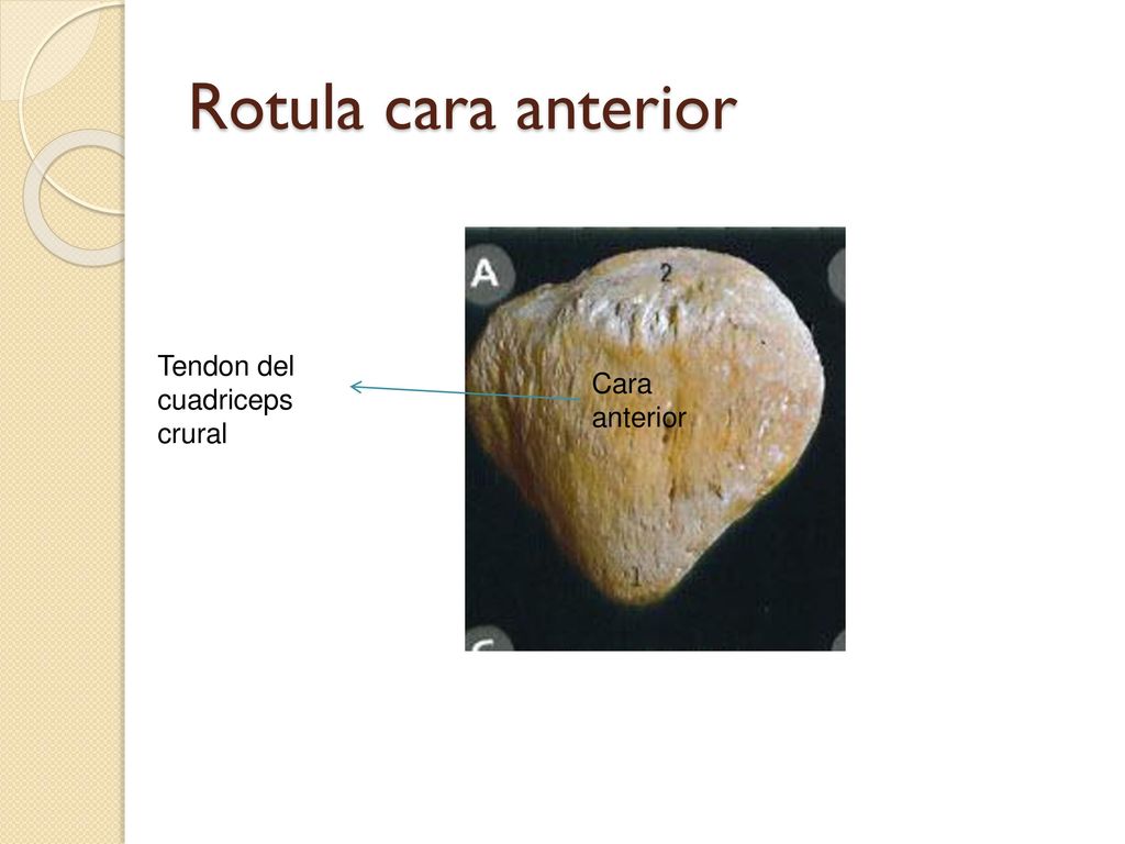 Rotula cara anterior Tendon del cuadriceps crural Cara anterior