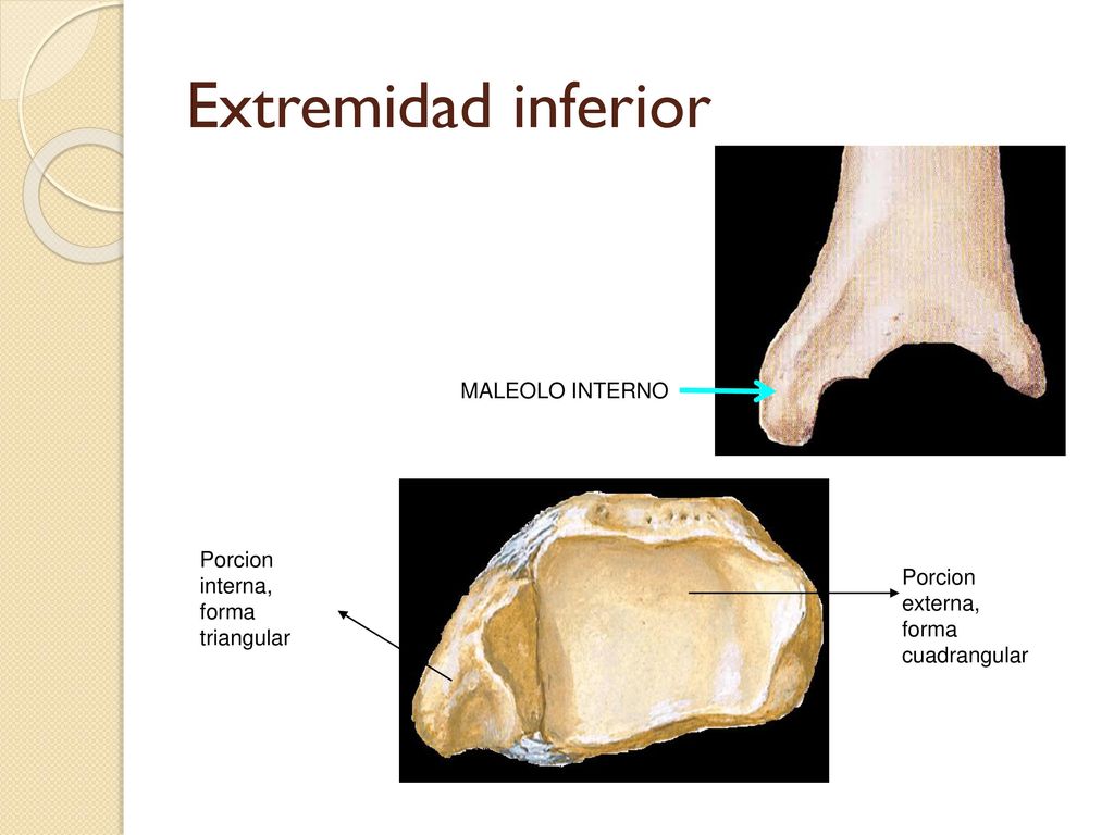 Extremidad inferior MALEOLO INTERNO Porcion interna, forma triangular