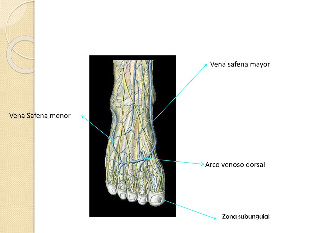Vena safena mayor Vena Safena menor Arco venoso dorsal Zona subunguial