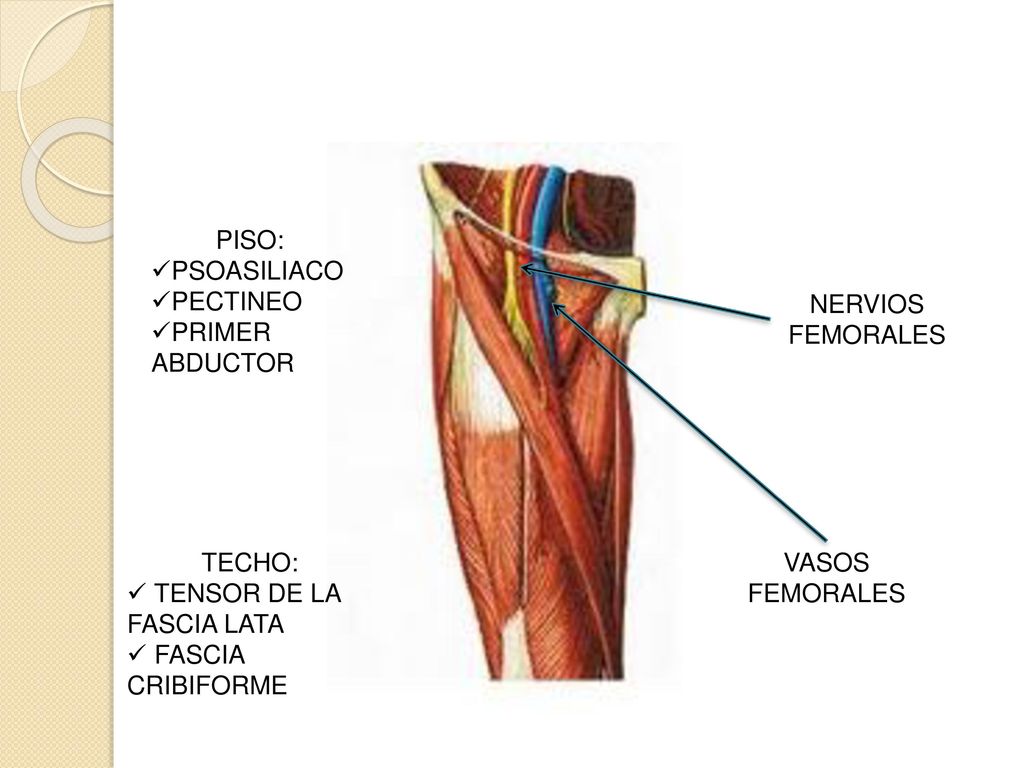 PISO: PSOASILIACO. PECTINEO. PRIMER ABDUCTOR. NERVIOS FEMORALES. TECHO: TENSOR DE LA FASCIA LATA.