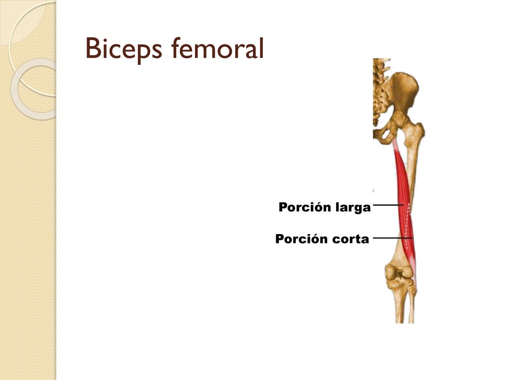 Biceps femoral Porción larga Porción corta