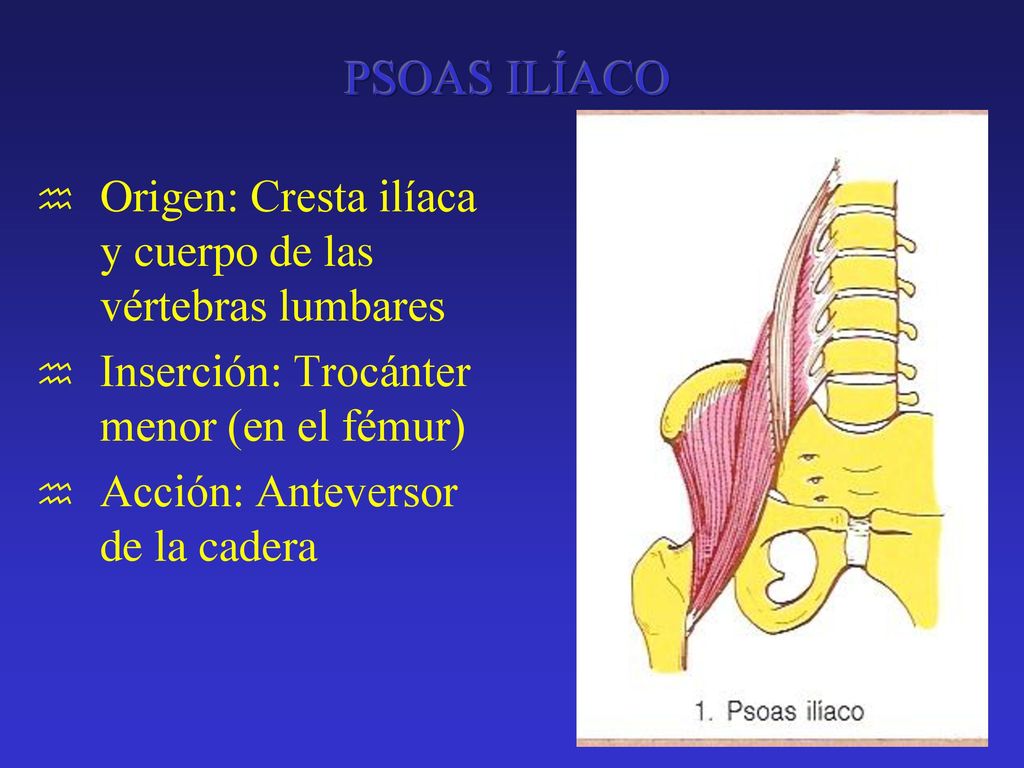 PSOAS ILÍACO Origen: Cresta ilíaca y cuerpo de las vértebras lumbares