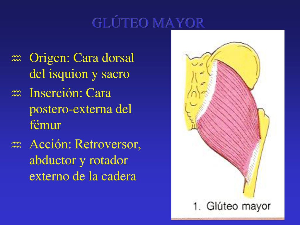 GLÚTEO MAYOR Origen: Cara dorsal del isquion y sacro