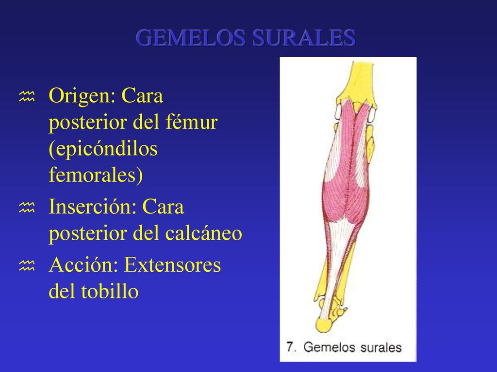GEMELOS SURALES Origen: Cara posterior del fémur (epicóndilos femorales) Inserción: Cara posterior del calcáneo.