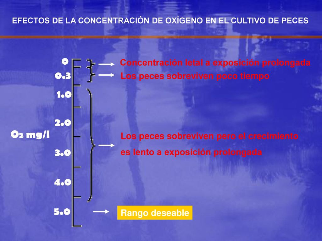 EFECTOS DE LA CONCENTRACIÓN DE OXÍGENO EN EL CULTIVO DE PECES