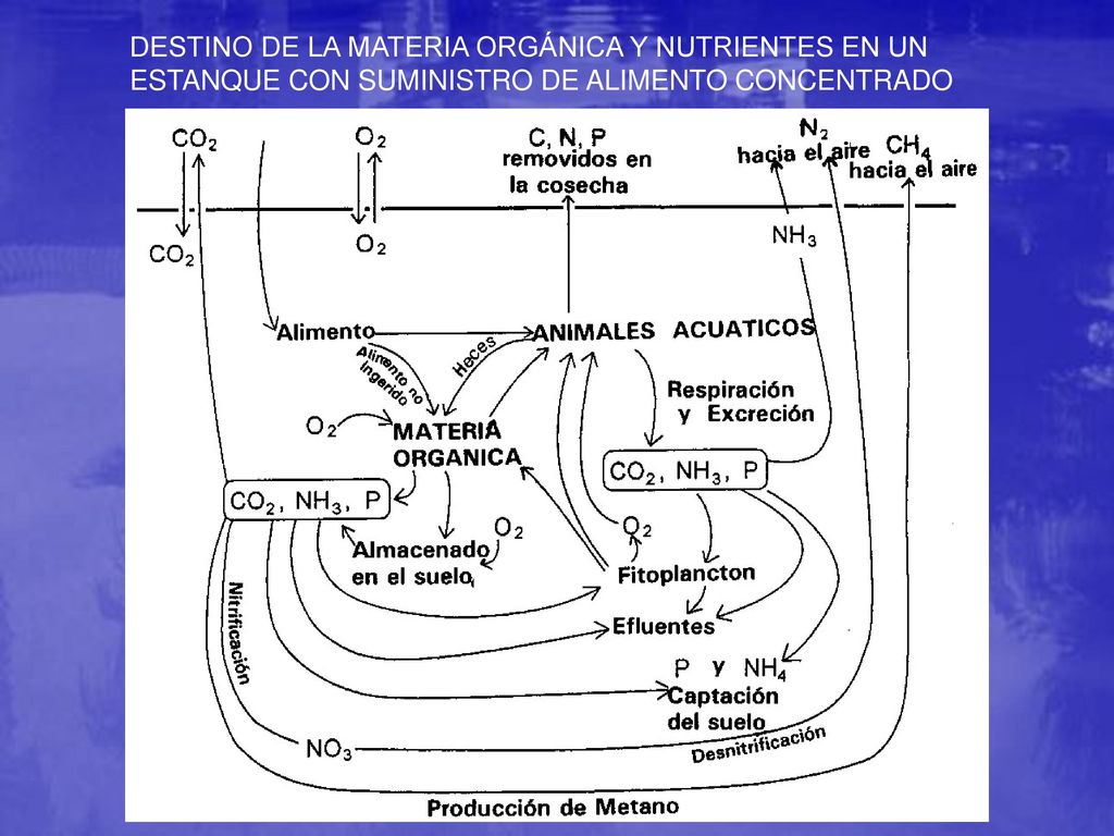 DESTINO DE LA MATERIA ORGÁNICA Y NUTRIENTES EN UN ESTANQUE CON SUMINISTRO DE ALIMENTO CONCENTRADO