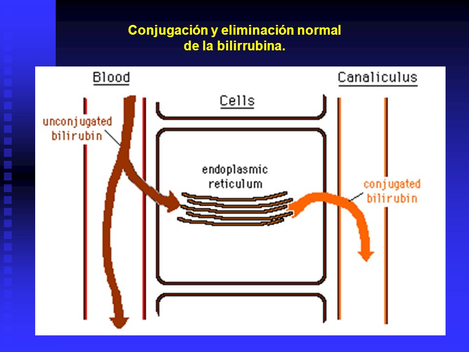 Conjugación y eliminación normal de la bilirrubina.