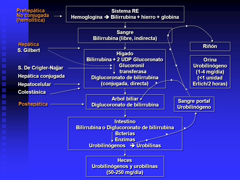 Hemoglogina  Bilirrubina + hierro + globina