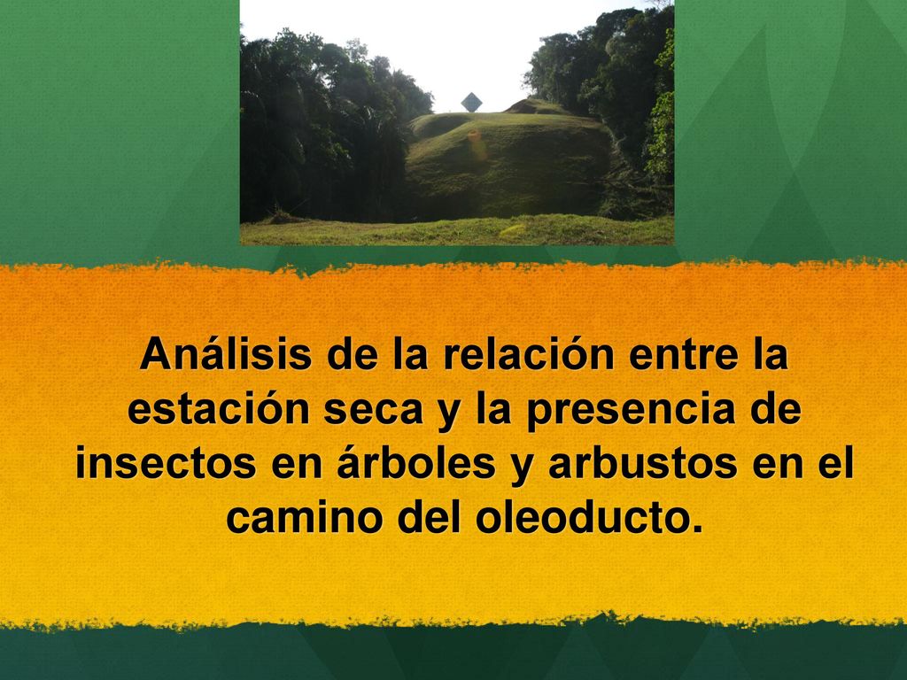 Análisis de la relación entre la estación seca y la presencia de insectos en árboles y arbustos en el camino del oleoducto.