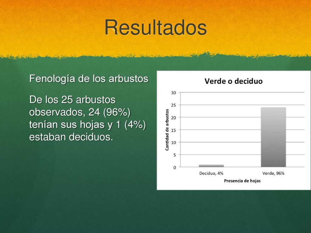 Resultados Fenología de los arbustos De los 25 arbustos observados, 24 (96%) tenían sus hojas y 1 (4%) estaban deciduos.