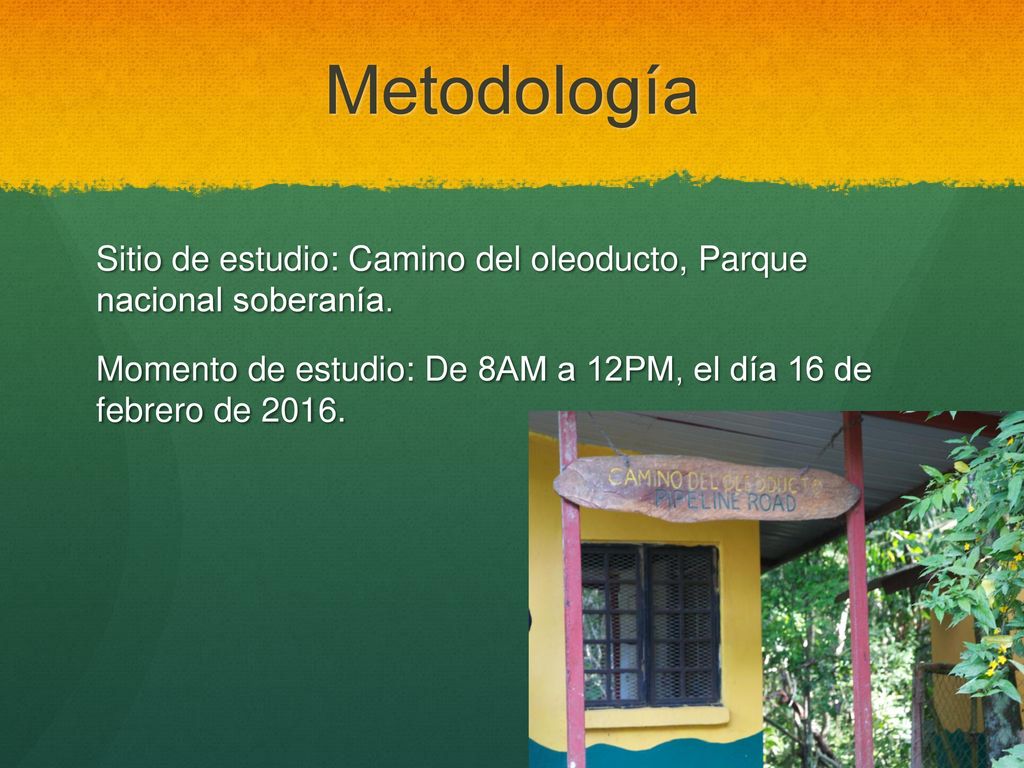 Metodología Sitio de estudio: Camino del oleoducto, Parque nacional soberanía. Momento de estudio: De 8AM a 12PM, el día 16 de febrero de