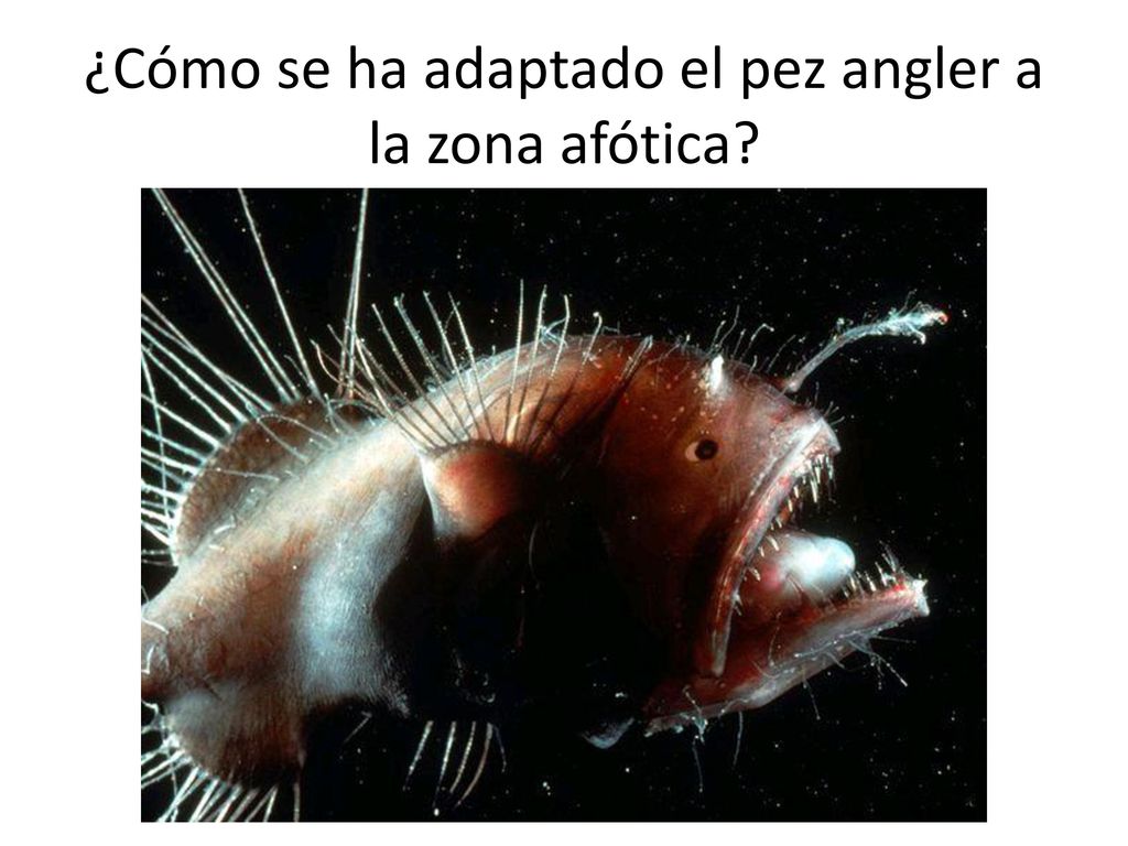 ¿Cómo se ha adaptado el pez angler a la zona afótica
