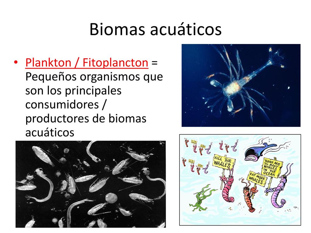 Biomas acuáticos Plankton / Fitoplancton = Pequeños organismos que son los principales consumidores / productores de biomas acuáticos.