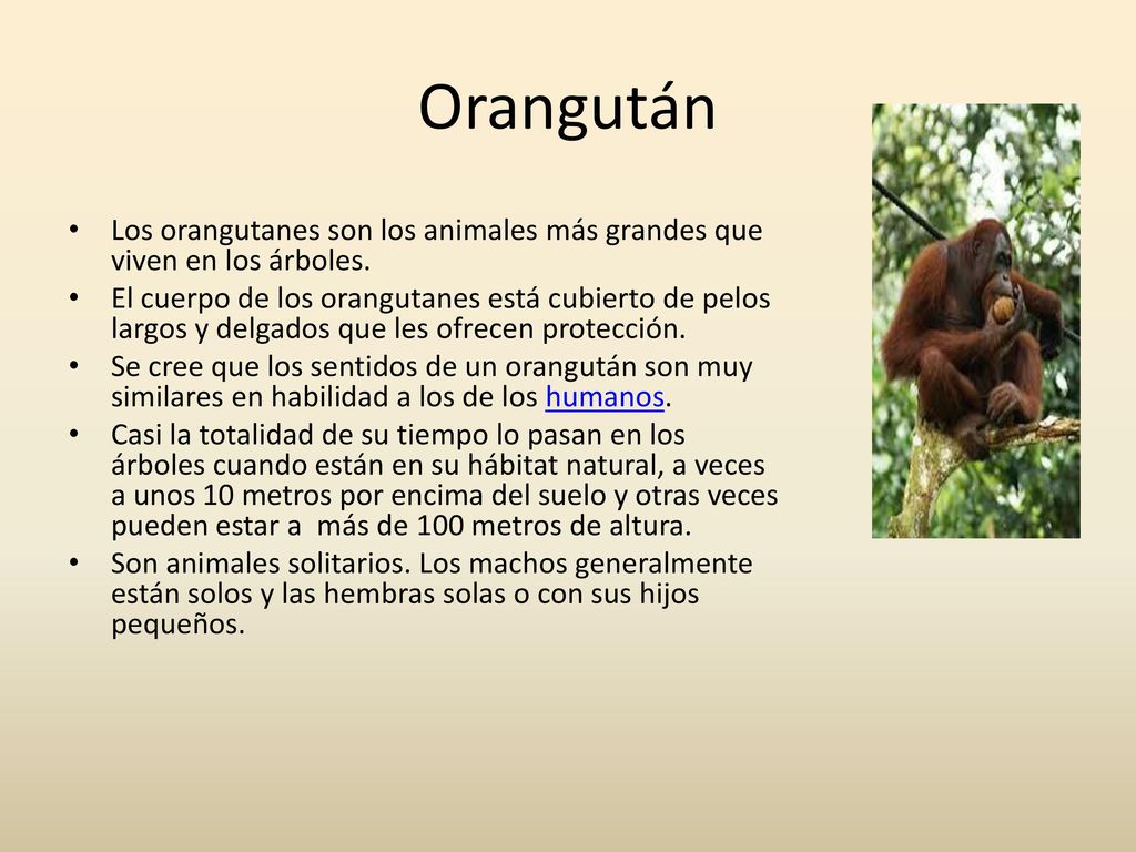 Orangután Los orangutanes son los animales más grandes que viven en los árboles.