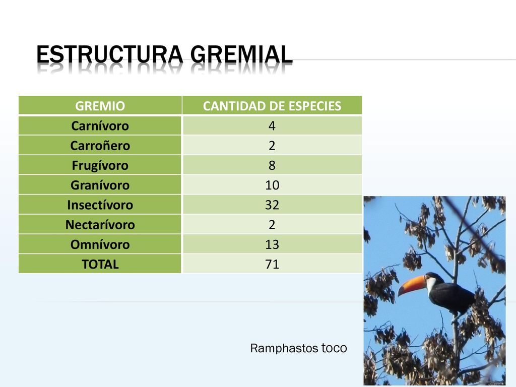 Estructura gremial GREMIO CANTIDAD DE ESPECIES Carnívoro 4 Carroñero 2