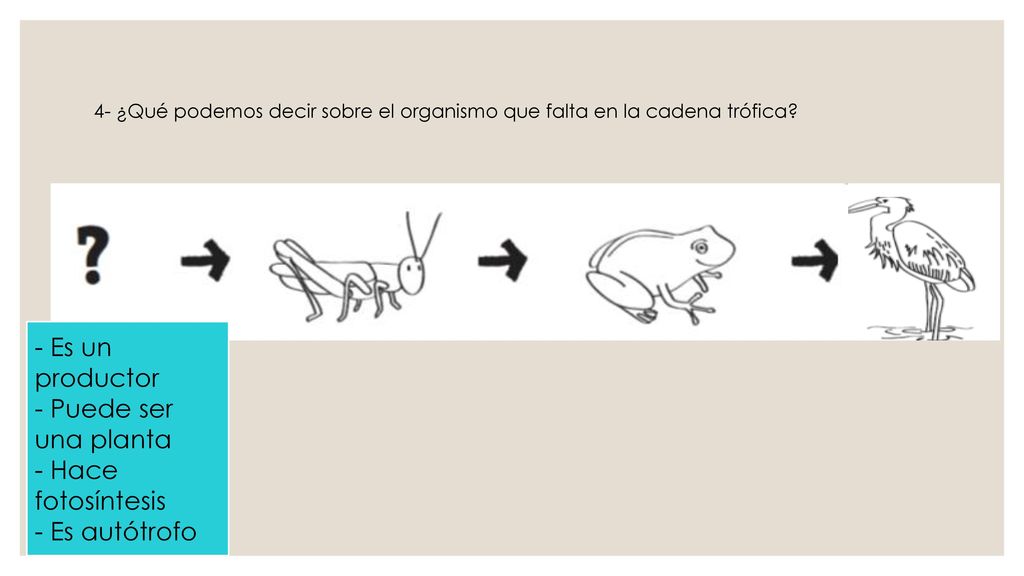 - Es un productor - Puede ser una planta - Hace fotosíntesis