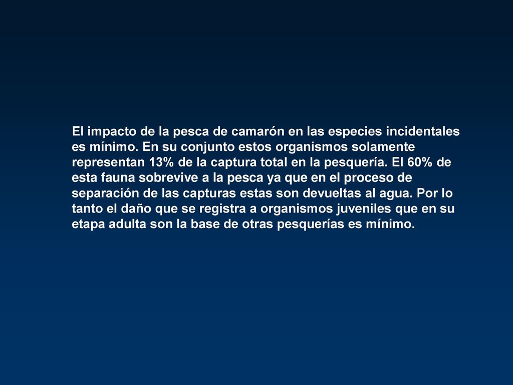 El impacto de la pesca de camarón en las especies incidentales es mínimo.