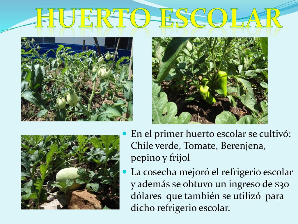 HUERTO ESCOLAR En el primer huerto escolar se cultivó: Chile verde, Tomate, Berenjena, pepino y frijol.