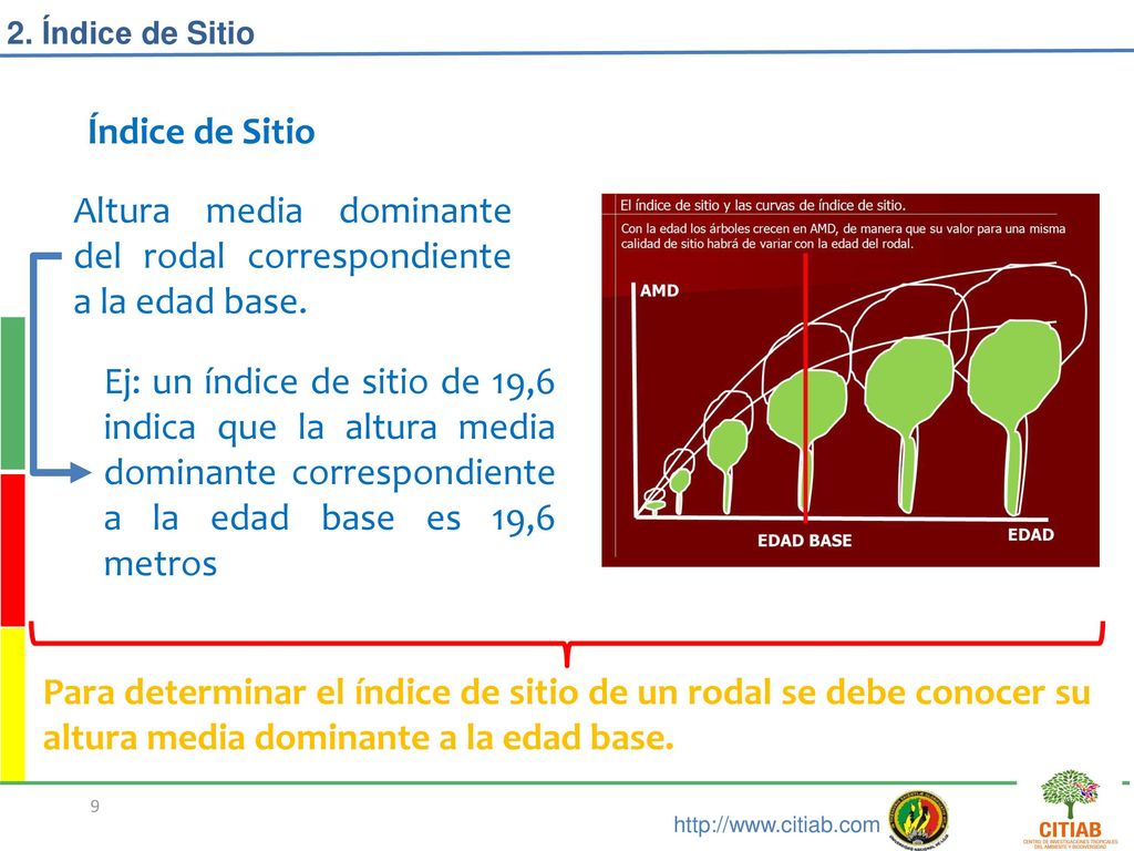 Altura media dominante del rodal correspondiente a la edad base.