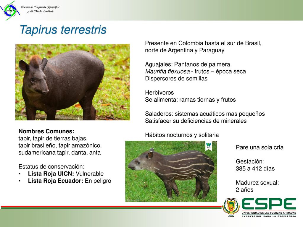 Tapirus terrestris Presente en Colombia hasta el sur de Brasil,