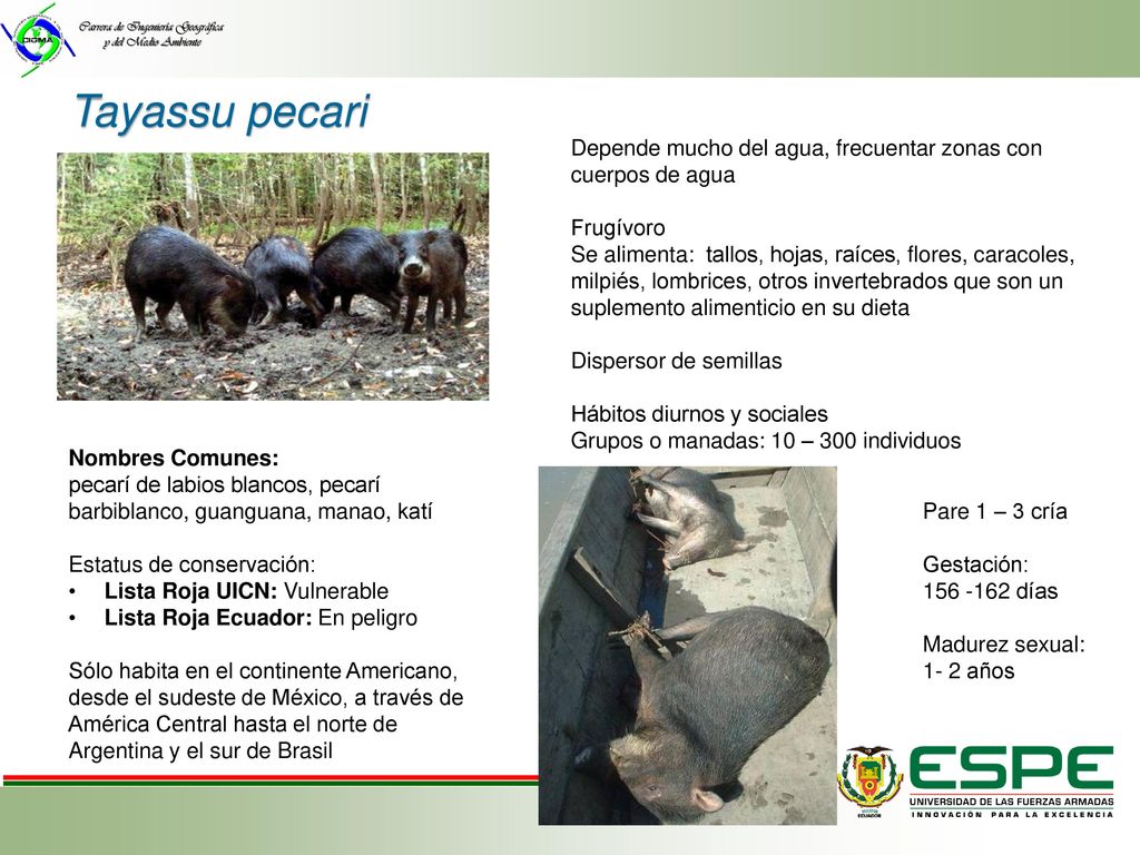 Tayassu pecari Depende mucho del agua, frecuentar zonas con cuerpos de agua. Frugívoro.