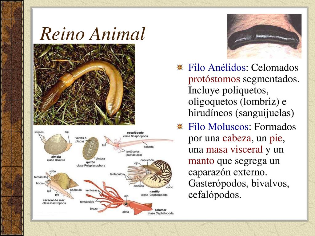 Reino Animal Filo Anélidos: Celomados protóstomos segmentados. Incluye poliquetos, oligoquetos (lombriz) e hirudíneos (sanguijuelas)