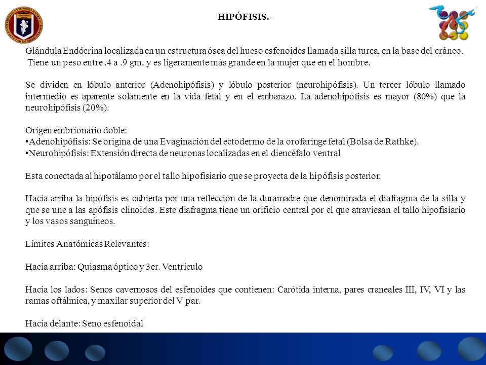 HIPÓFISIS.- Glándula Endócrina localizada en un estructura ósea del hueso esfenoides llamada silla turca, en la base del cráneo.