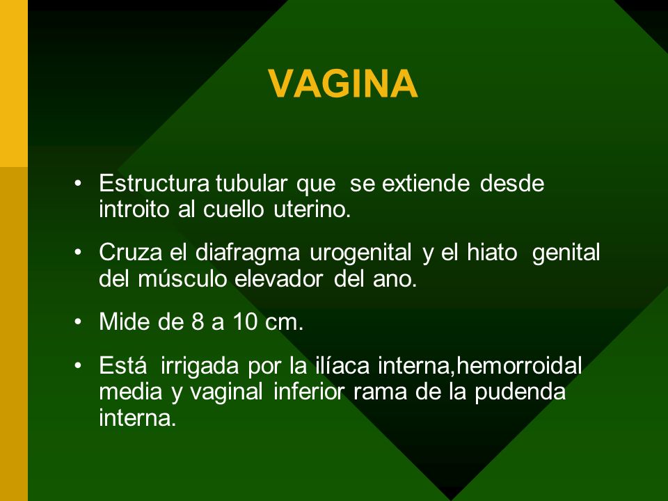 VAGINA Estructura tubular que se extiende desde introito al cuello uterino.
