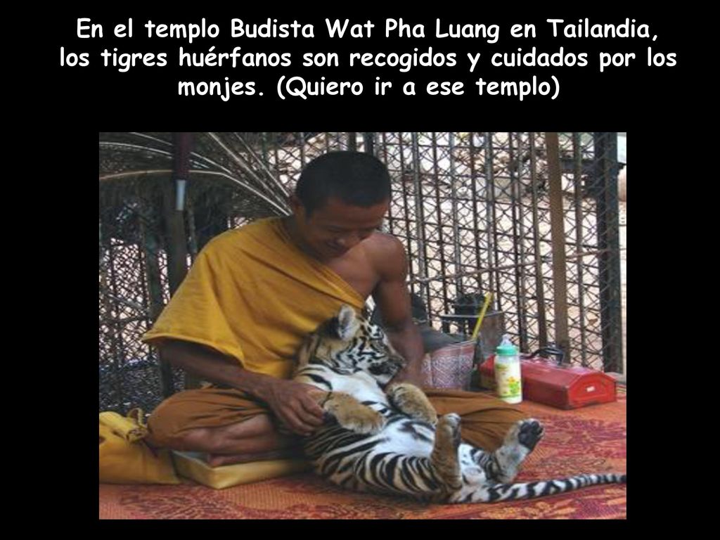 En el templo Budista Wat Pha Luang en Tailandia, los tigres huérfanos son recogidos y cuidados por los monjes.