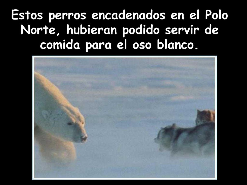 Estos perros encadenados en el Polo Norte, hubieran podido servir de comida para el oso blanco.