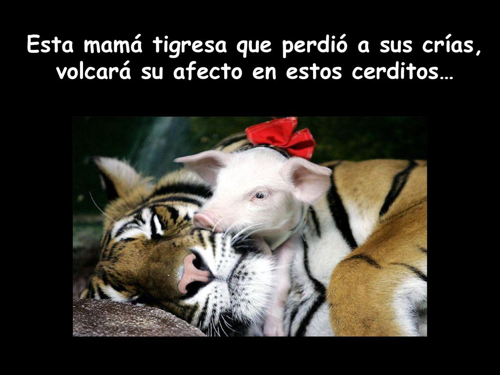 Esta mamá tigresa que perdió a sus crías, volcará su afecto en estos cerditos…