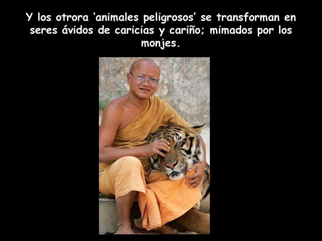 Y los otrora ‘animales peligrosos’ se transforman en seres ávidos de caricias y cariño; mimados por los monjes.
